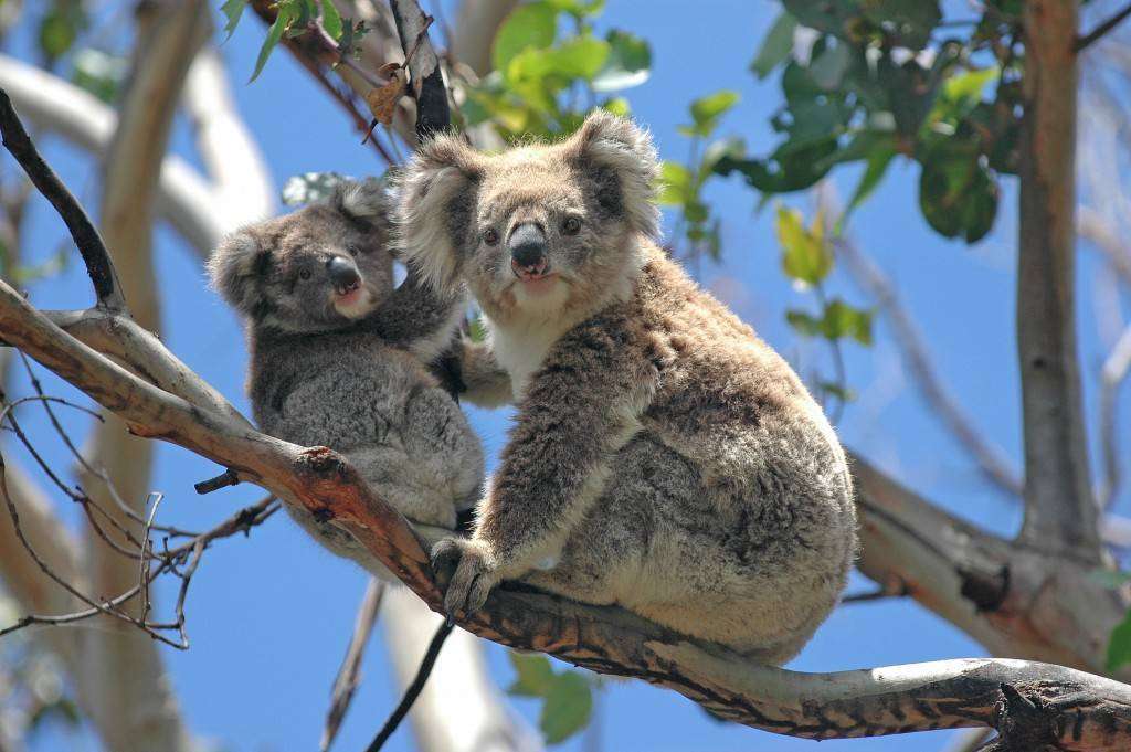 Wild Koalas along Great Ocean Road, Victoria, Australia