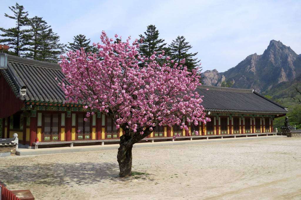 Temple and cherry blossom