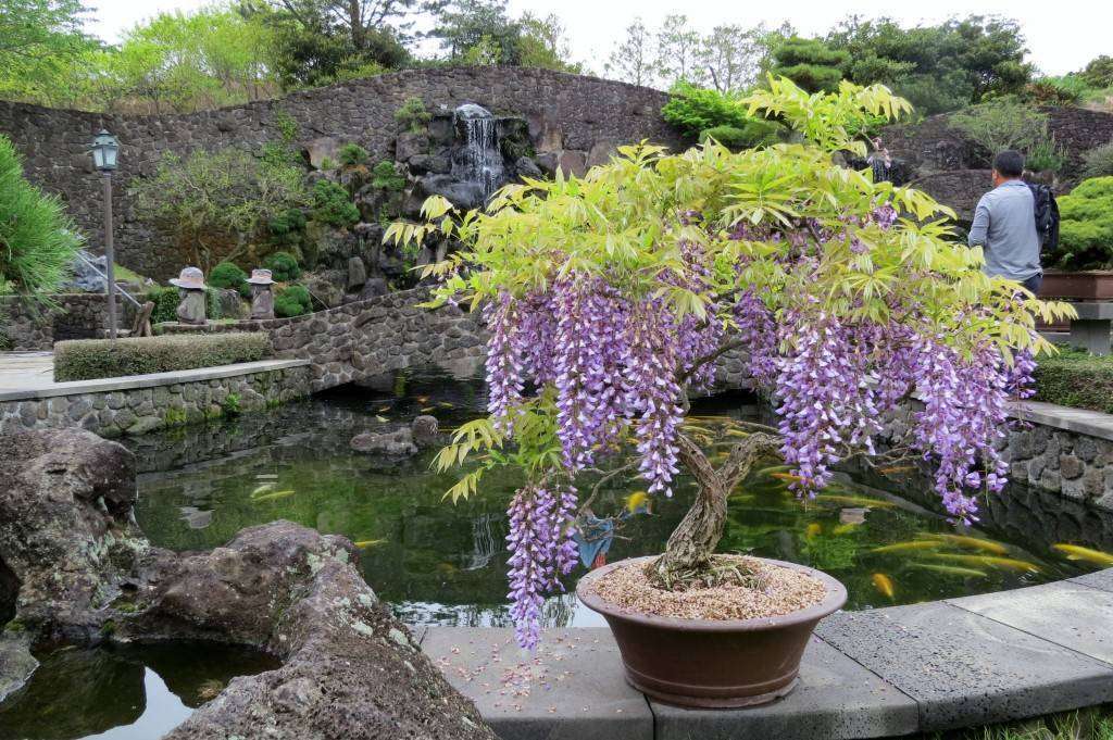 Wisteria bonsai