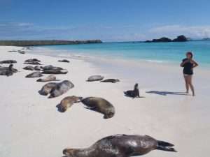 Grace - galapagos seals