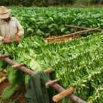 Cuba tobacco farm
