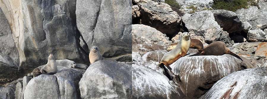 Port Lincoln seals