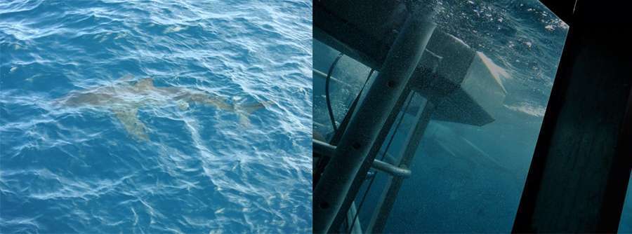 Port Lincoln shark cage diving