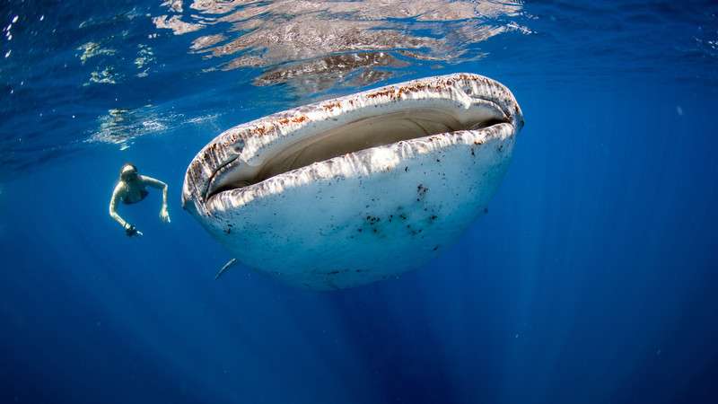 Snorkelling with whale sharks in Djibouti