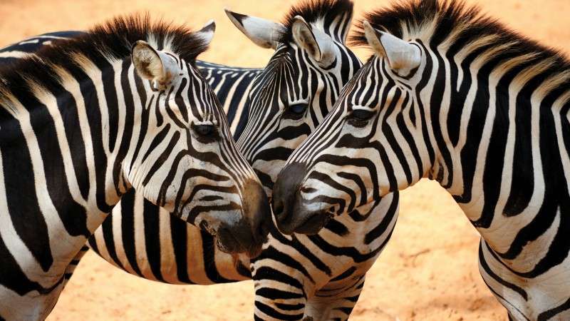 Zebras in the Serengeti, Tanzania