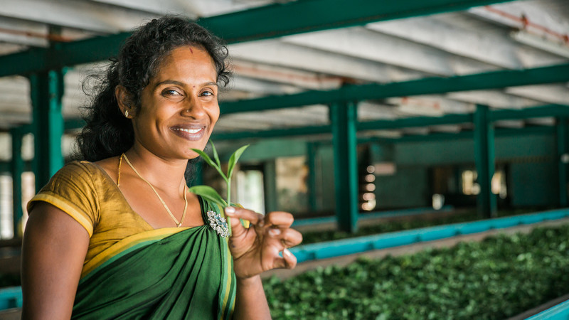 Tea factory in Nuwara Eliya