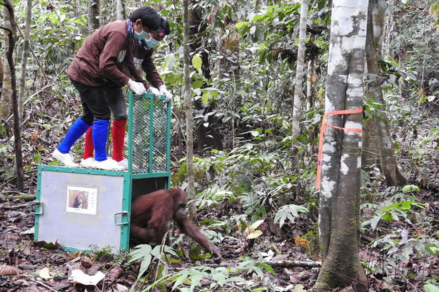 Orangutan release