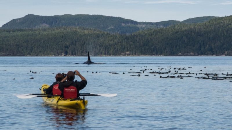 Two people in a kayak taking photos of a whale breaching in a lake