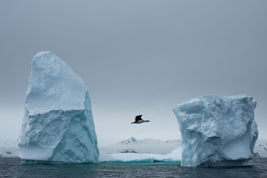 antarctica day trip from punta arenas