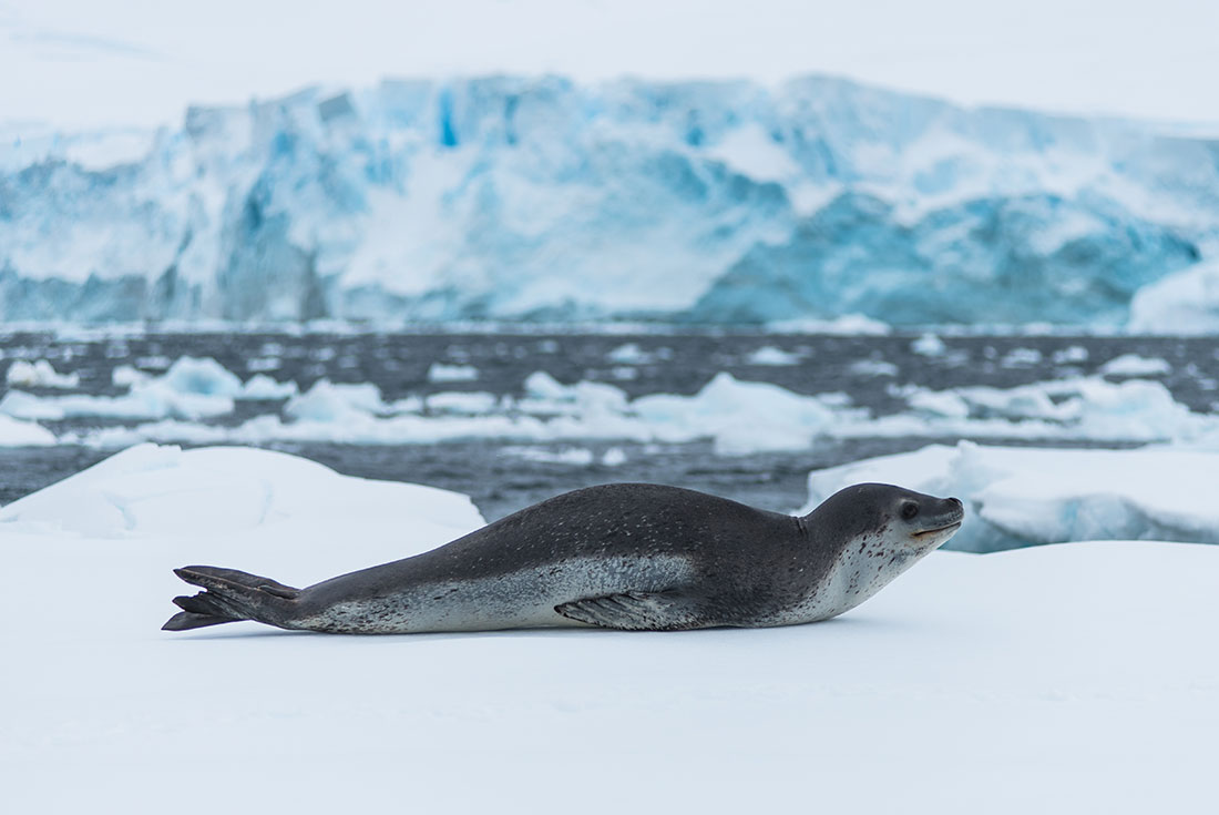 antarctica day trip from punta arenas